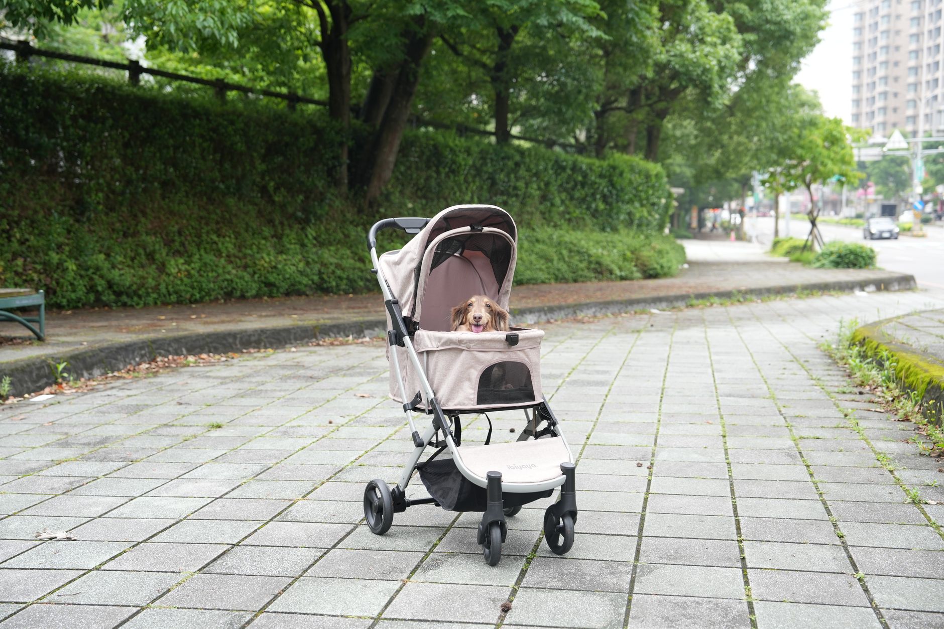 유모차를 타고 있는 강아지 사진